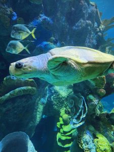 Huawei пуска серията Mate 70 с нов чип Kirin 9020 · TechNode