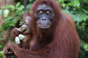 My Borneo Dream – Travel Beyond