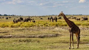 My Chobe National Park Safari, Botswana Experience