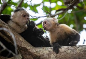 A Beginner’s Guide to Wildlife Watching in Central America