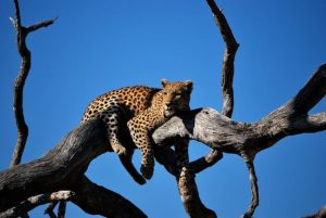 The 5 Best Countries To See Big Cats