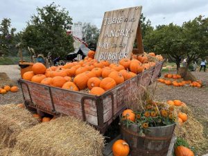 Hobbledown Heath Pumpkin Patch London