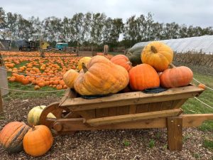 Garsons Farm Pick Your Own Pumpkin