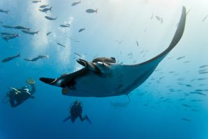 Best Time for a Mexico Liveaboard Dive Trip: Whale Sharks, Mantas, and More
