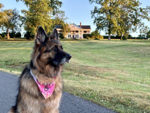 Dog Friendly Hikes: 5 Astounding Trails to Explore with Your Pup