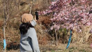 Зимните черешови цветове създават неочаквани зрелища