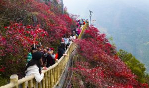 Фестивалът на червените листа в Чунцин привлича рекордните 4,7 милиона посетители