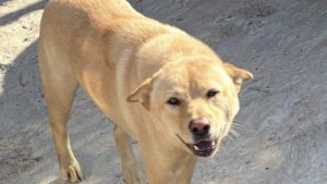 5 кучета бяха открити отровени до смърт в новите територии на Хонконг само за една седмица