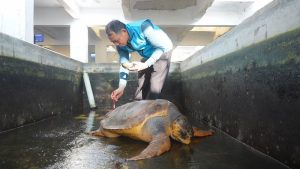 Остров Наожоу става убежище за морски костенурки и водни диви животни