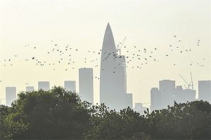 Дивите животни се наслаждават на града благодарение на градоустройството на Шенжен