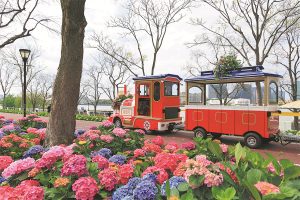 Разцъфтяване в оживен градски пейзаж